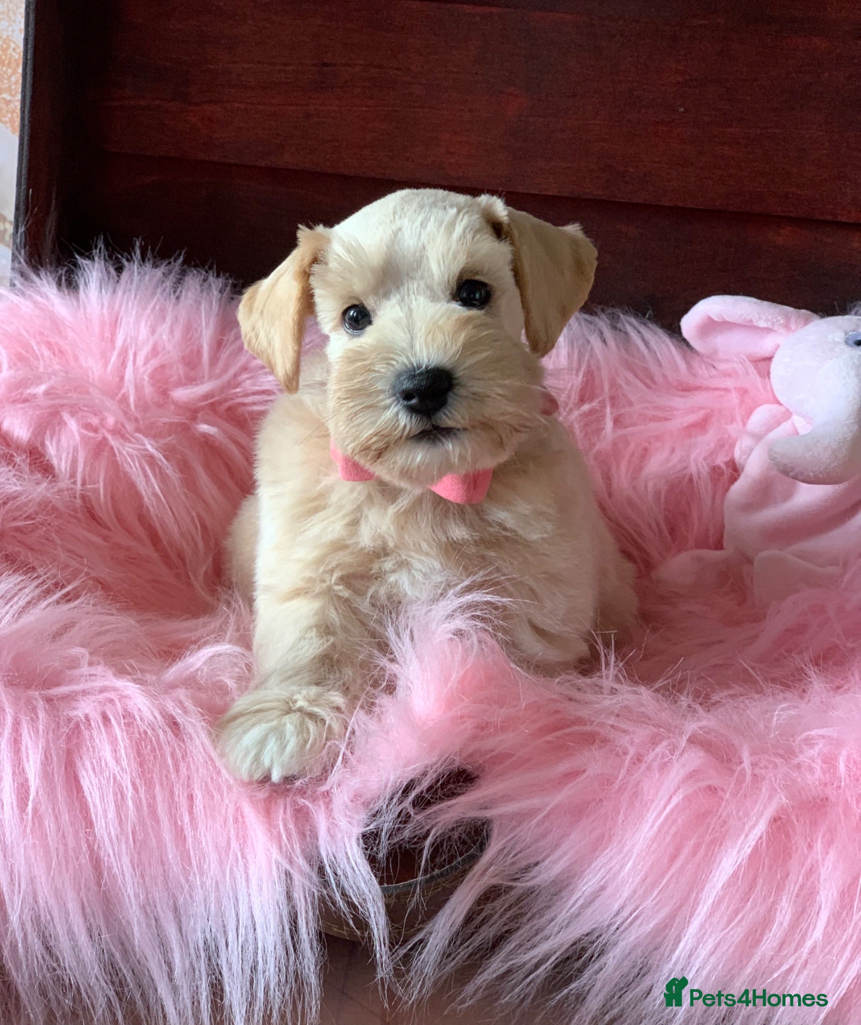 Miniature Schnauzer dogs 5* Licensed KC Small Miniature Schnauzer Litter  - Advert 3