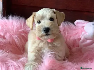 Miniature Schnauzer dogs 5* Licensed KC Small Miniature Schnauzer Litter - Advert 3