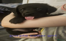 Labrador Retriever dogs for sale: Chunky pups ready now - Advert 20