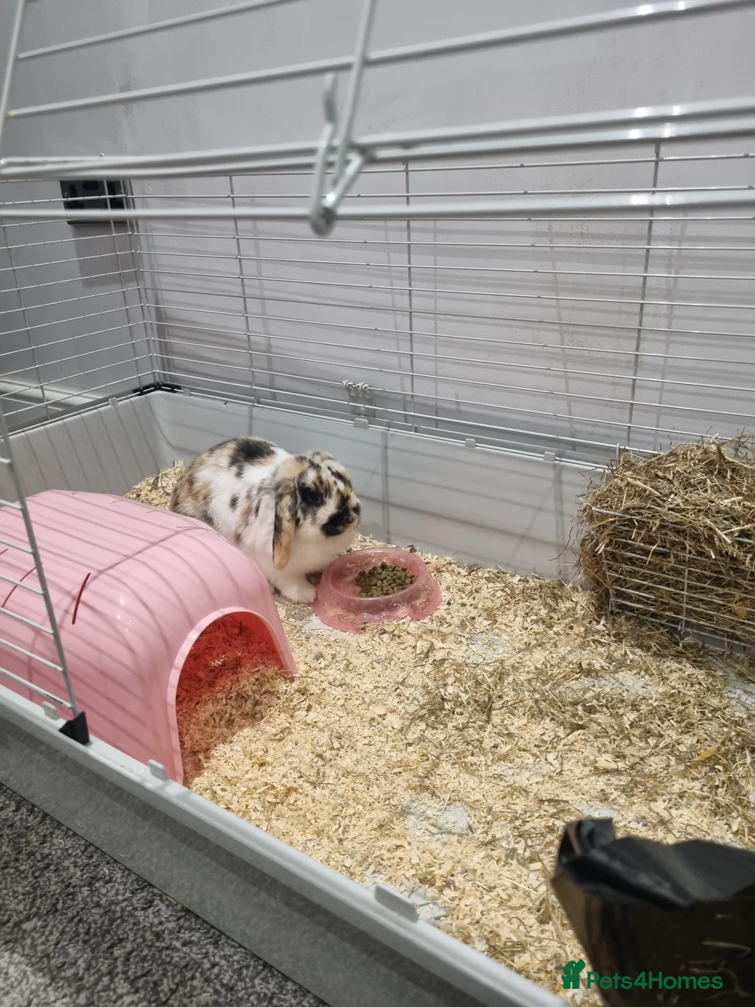 Mini Lop rabbits for sale: Mini lop in Houghton le Spring - Advert 3