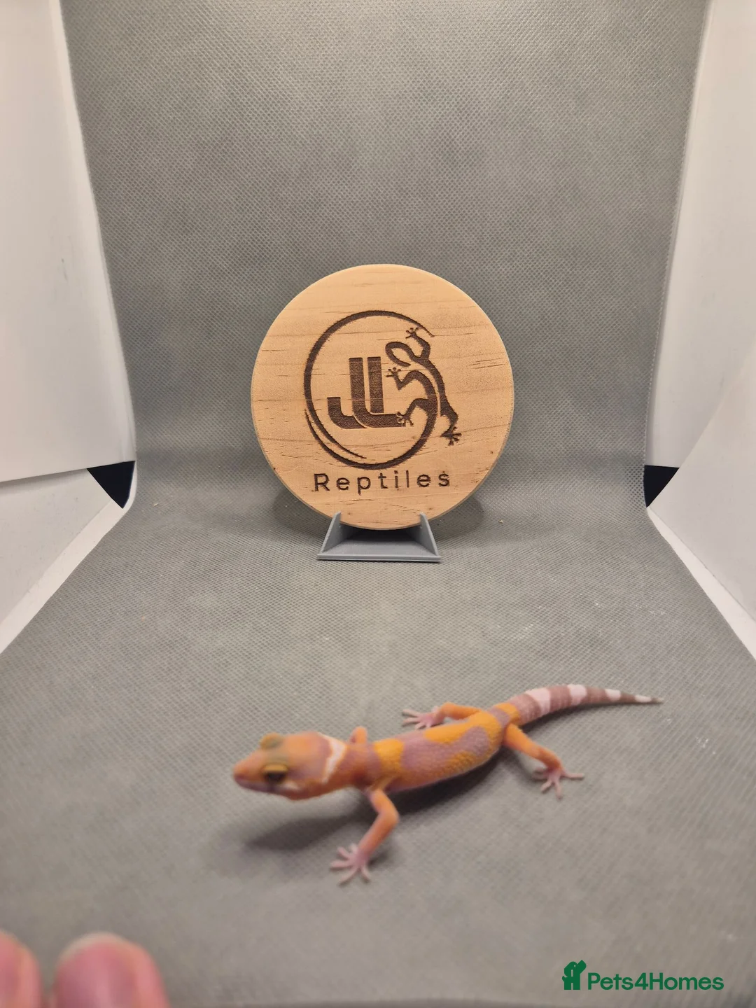 Leopard Gecko reptiles for sale: 4 leopard geckos for sale  - Advert 4