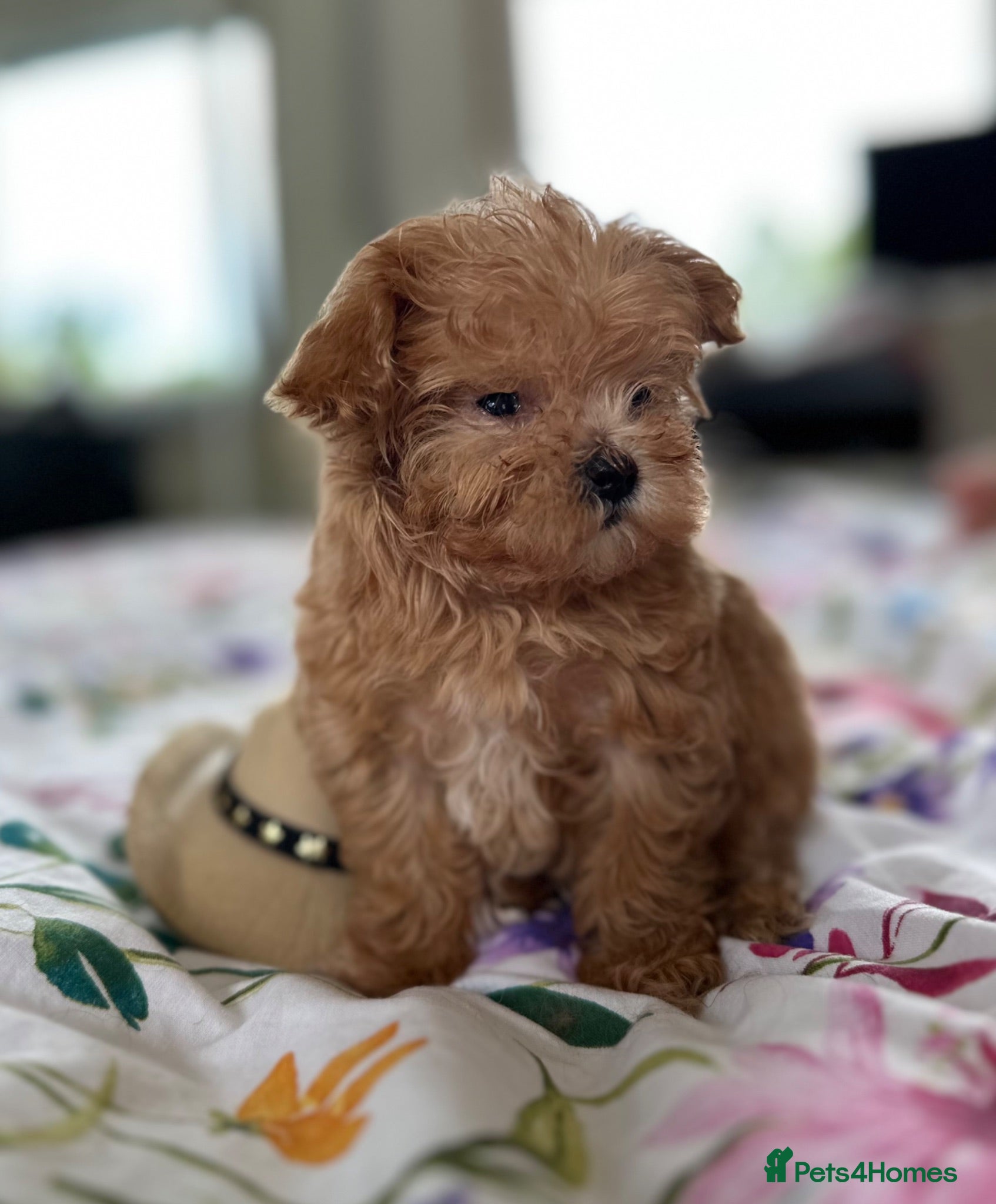 Maltipoo dogs  **  adorable F1 Maltipoo boy - Advert 1