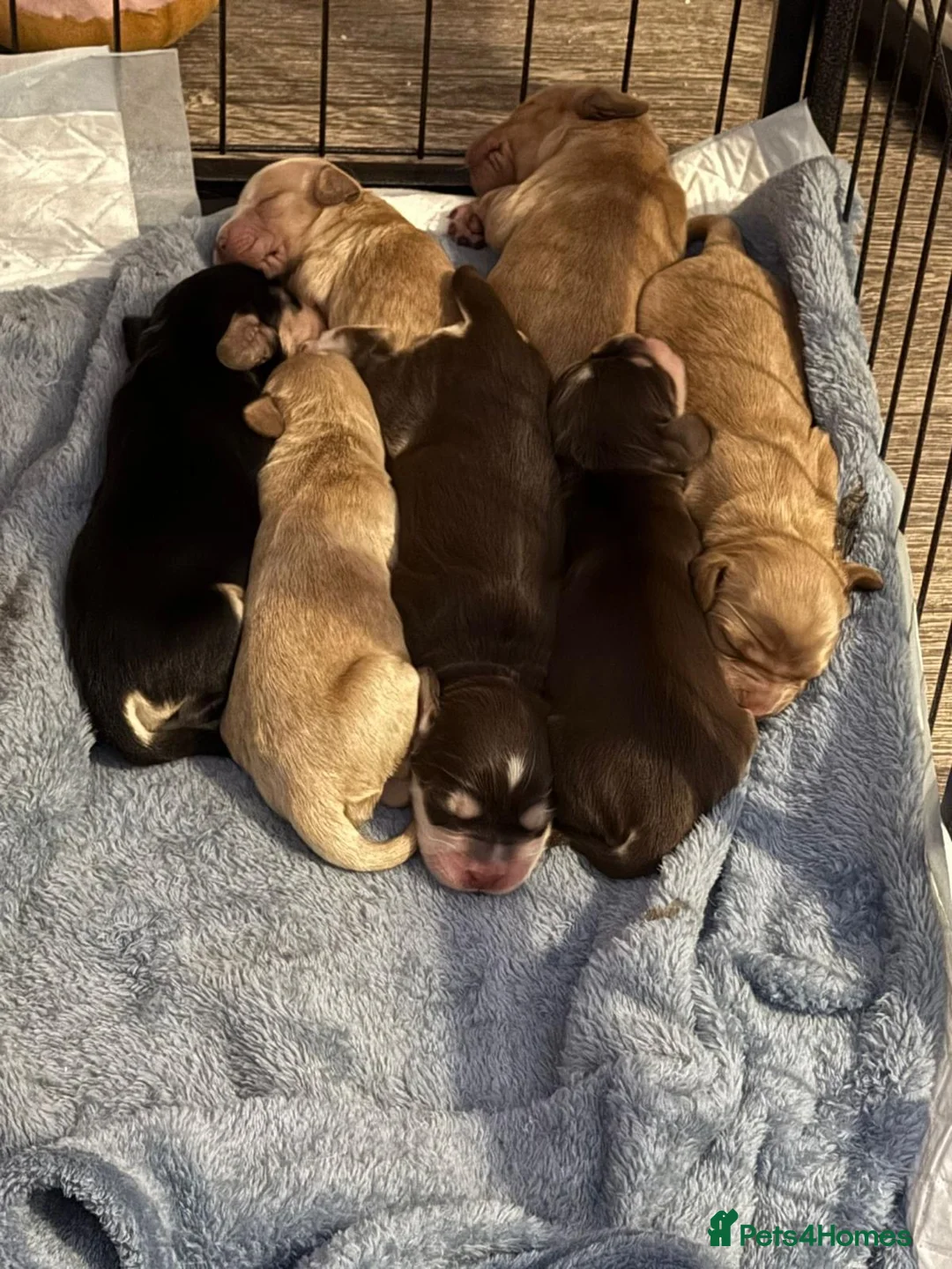 Cocker Spaniel dogs for stud: KC Reg Show Cocker Spaniel- Extensively DNA tested in Warrington - Advert 27