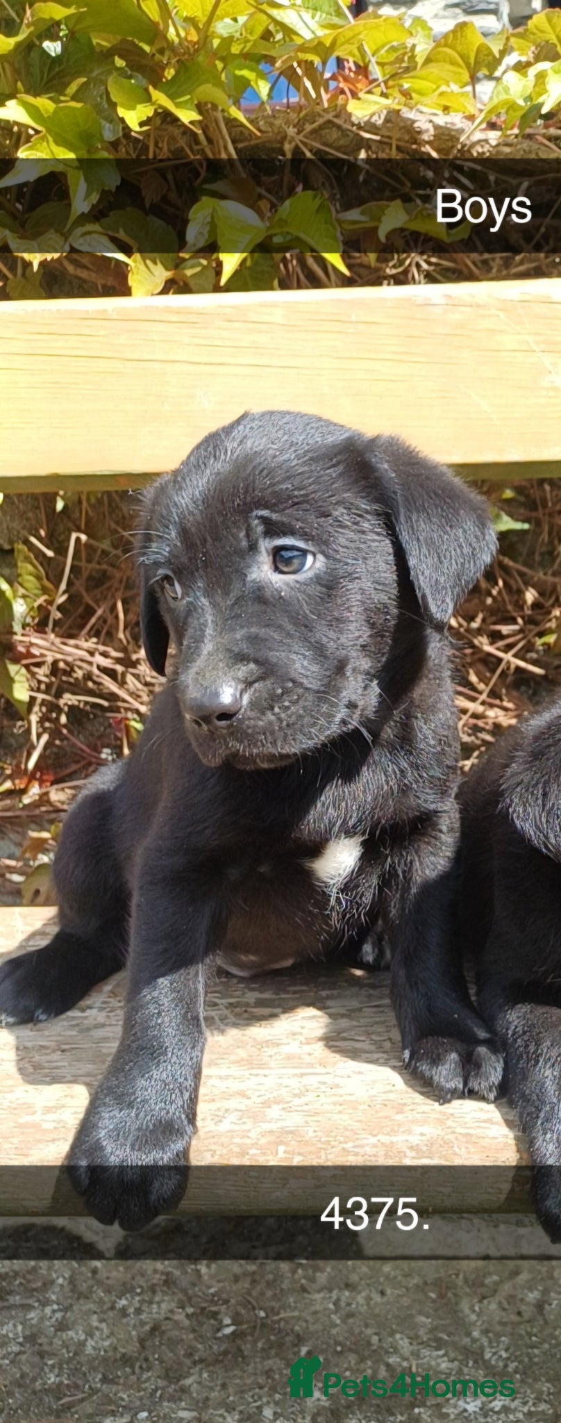 Borador dogs Beautiful, playful borador puppies - Advert 2