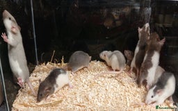 Rat rodents for sale: Baby Dumbo Rats Males and Females - Advert 11