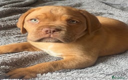 Dogue De Bordeaux dogs for sale: Kc registered Dogue de bordeaux puppies  - Image 34
