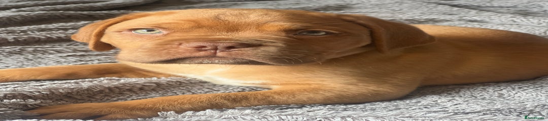 Dogue De Bordeaux Puppy 3