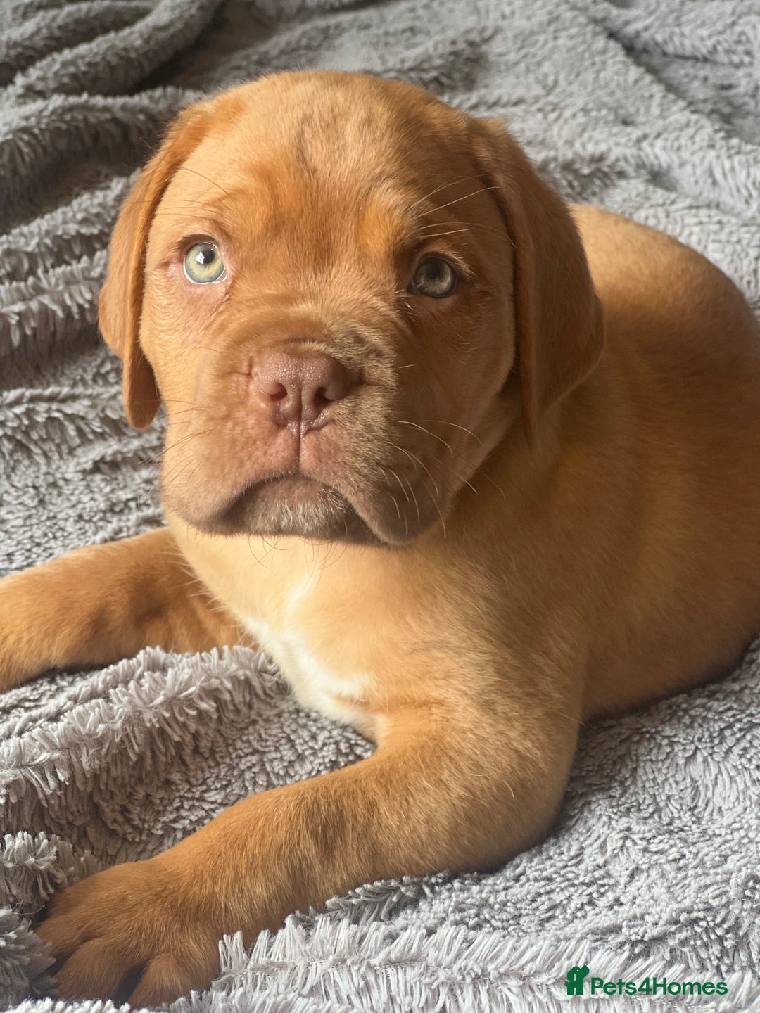 Dogue De Bordeaux dogs for sale: Kc registered Dogue de bordeaux puppies  - Image 34
