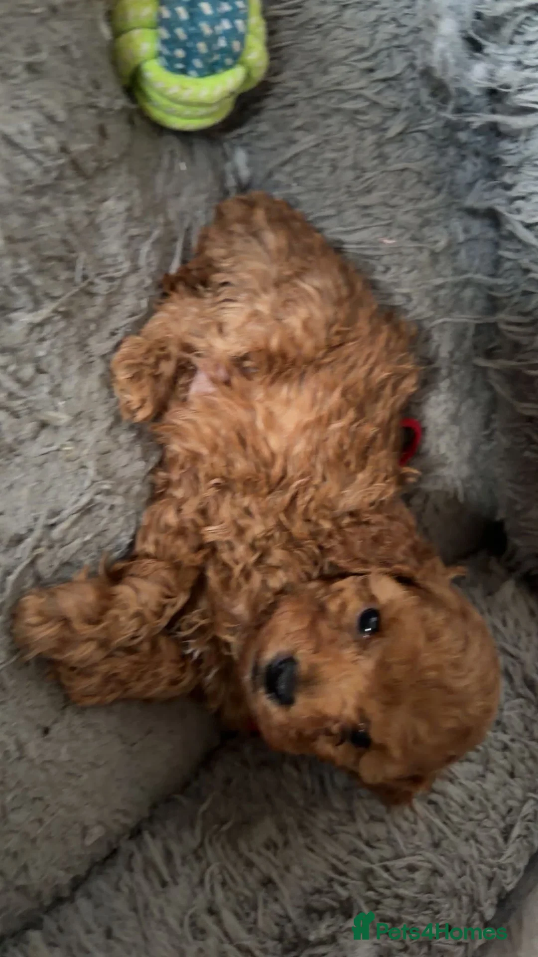 Toy Poodle dogs for sale: Toypoodle💙champion bloodline,kc,dna clear parent  - Advert 7