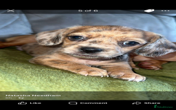 Mixed Breed dogs for sale: Schweenies - Advert 19