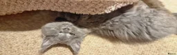Maine Coon cats for sale: 🐾 Stunning Maine Coon Kittens  Ready Now £1000 🐾 in Newport - Advert 7