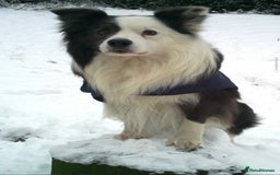 Border Collie dogs for sale: WINNING CRUFTS COMPETITORS. KC REG, HEALTH TESTED - Image 22