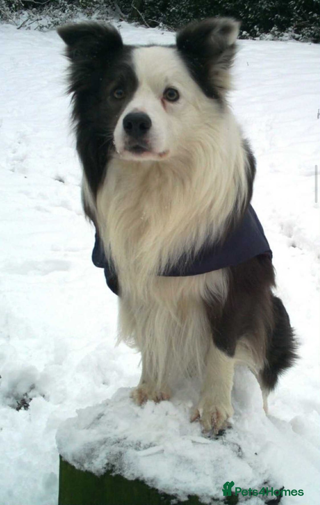 Border Collie dogs for sale: WINNING CRUFTS COMPETITORS. KC REG, HEALTH TESTED - Image 22