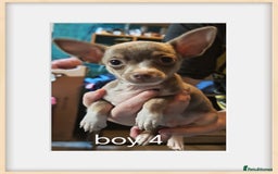 Chihuahua dogs for sale: Apple head chihuahua - Image 7
