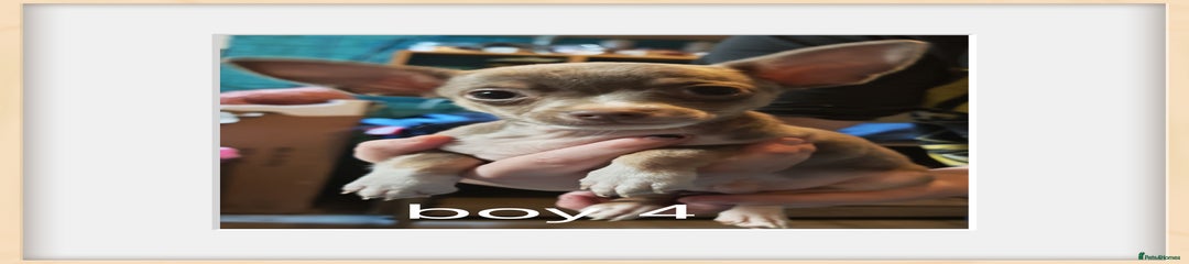 Chihuahua Puppy 4