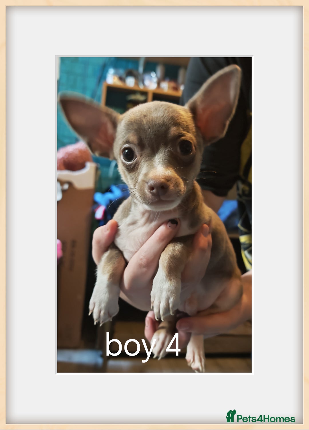 Chihuahua dogs for sale: Apple head chihuahua - Image 7