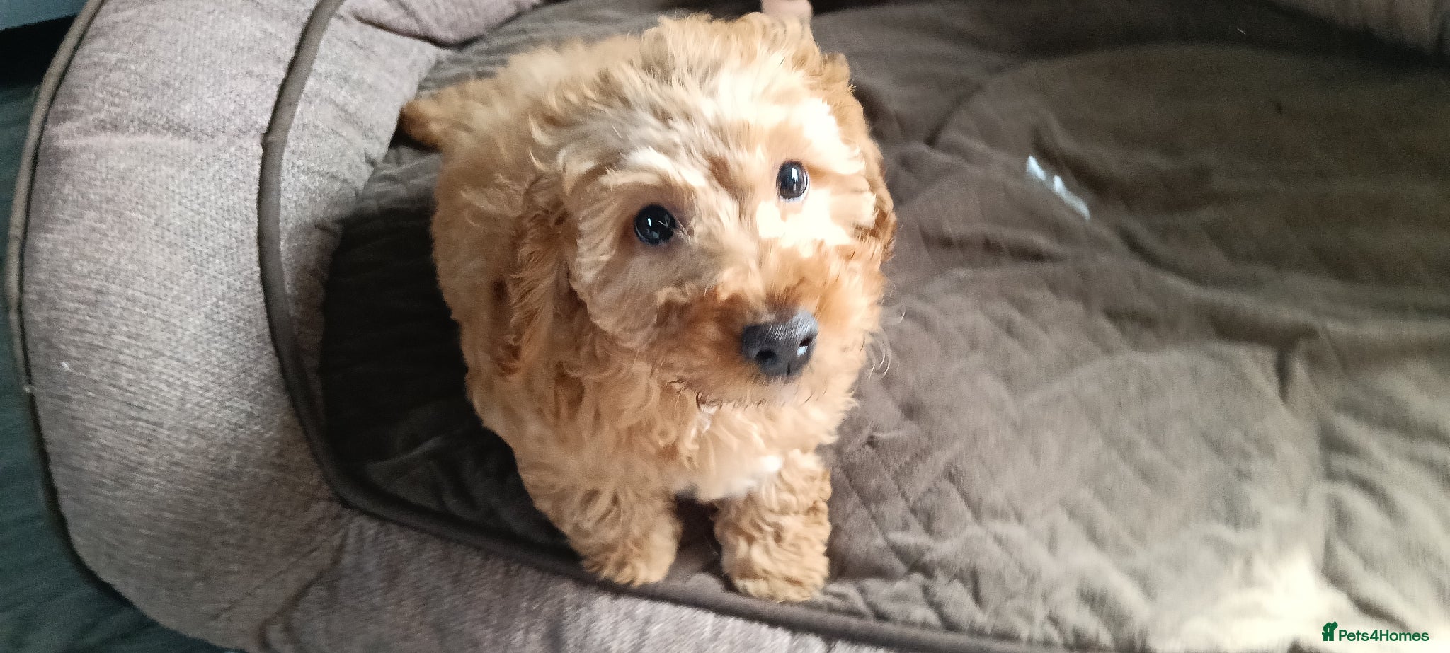 Cockapoo dogs Ready now- F1b Miniature Cockapoo Pup Cleo - Advert 9