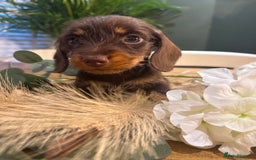 Miniature Dachshund dogs for sale: Ready Now miniature Wirehaired dachshunds - Image 4
