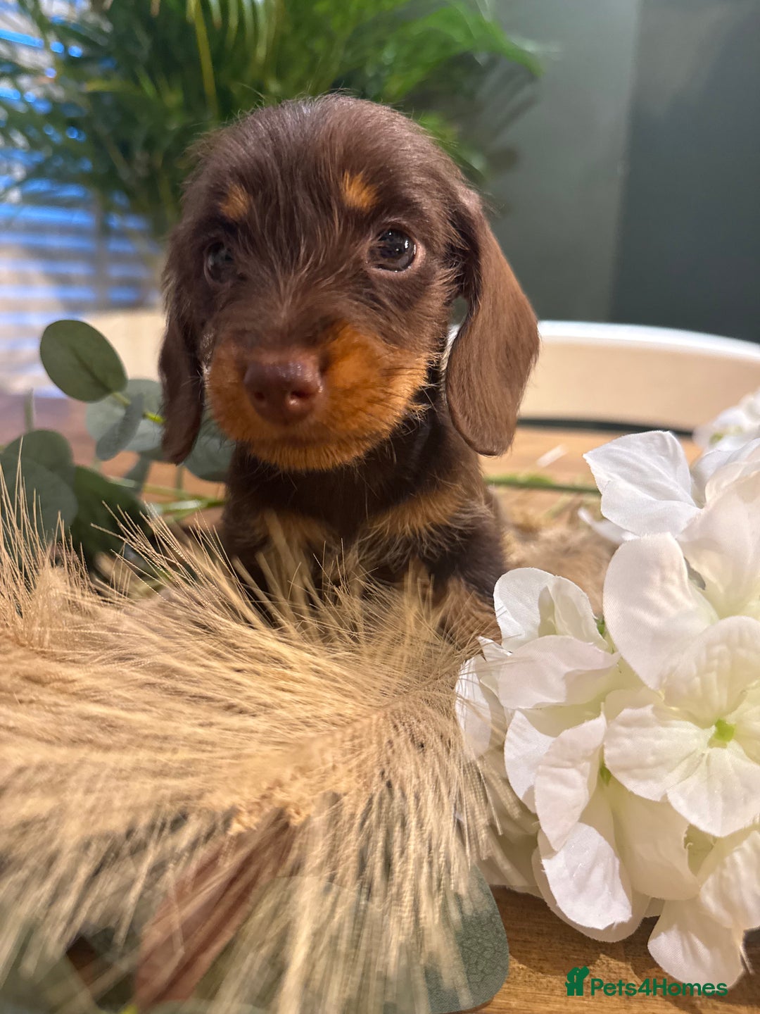 Miniature Dachshund dogs for sale: Ready Now miniature Wirehaired dachshunds - Image 4