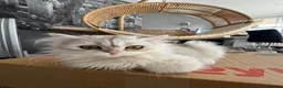British Shorthair cats for sale: British Shorthair & longhair Chinchilla available  - Advert 27
