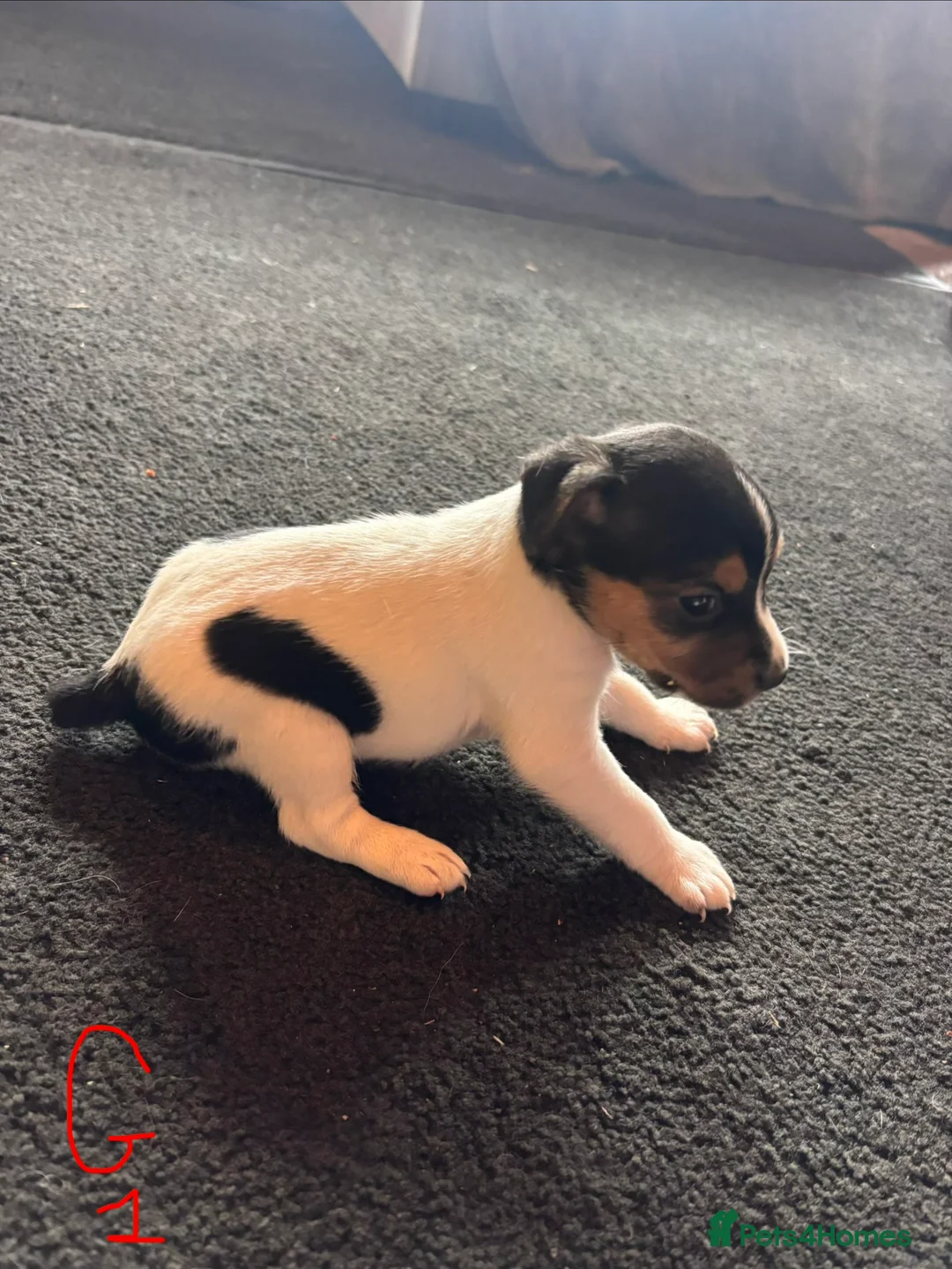 Jack Russell dogs for sale: Lovely small jack Russell pups  - Advert 8