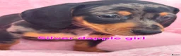 Dachshund dogs for sale: Minature Dachshund pups - Advert 14