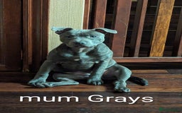 Staffordshire Bull Terrier dogs for sale: Ms/Mister - Image 5