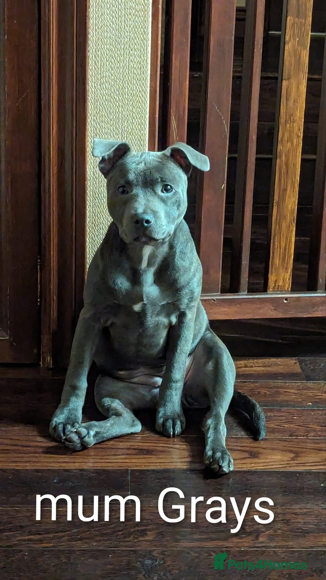 Staffordshire Bull Terrier dogs for sale: Ms/Mister - Image 5