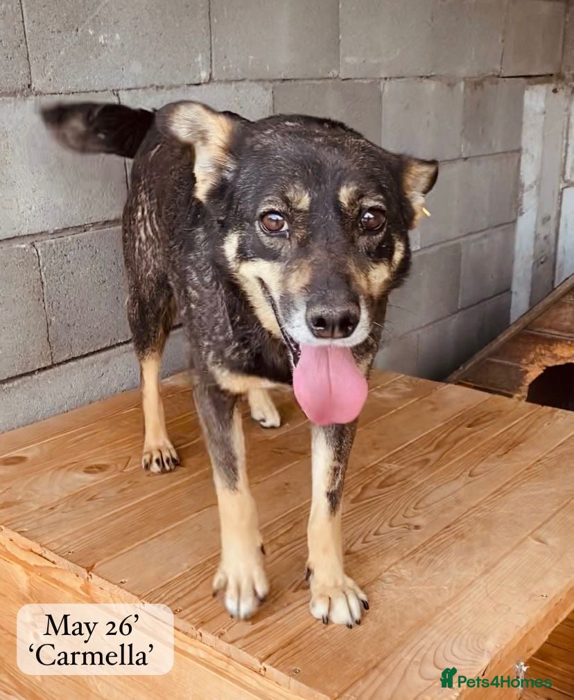 Mixed Breed dogs Carmella, 8yr Golden Oldie, available for adoption - Advert 1