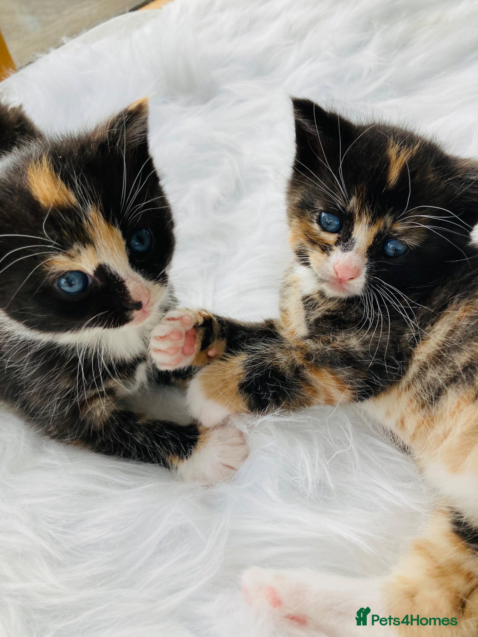 Mixed Breed cats Fluffy kittens - Advert 6