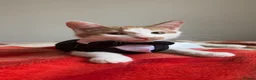 Mixed Breed cats for sale: Beautiful ginger malevaccinated+chipped+fw treated - Advert 7