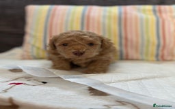 Toy Poodle dogs for sale: Tiny toy poodle boys  - Advert 31