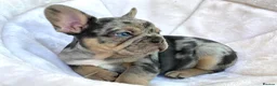 French Bulldog dogs for sale: TOP QUALITY FRENCH BULLDOG PUPPIES  - Advert 3
