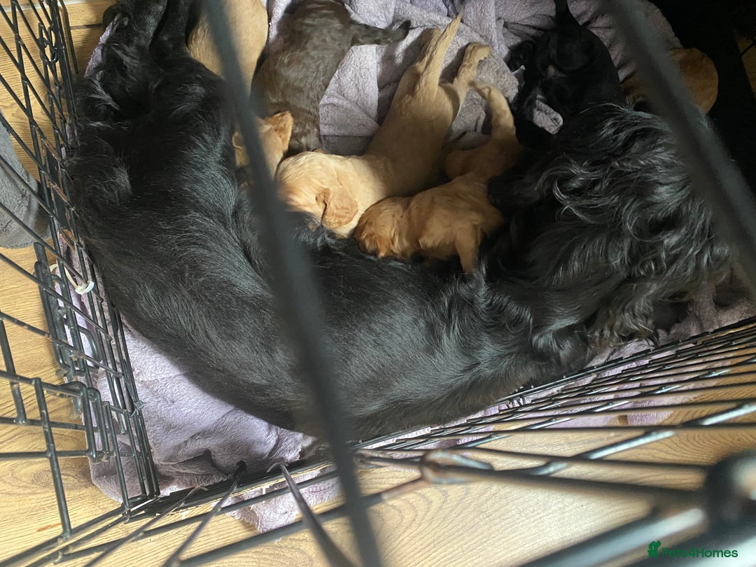 Cockapoo dogs for sale: Cockapoo  - Image 15