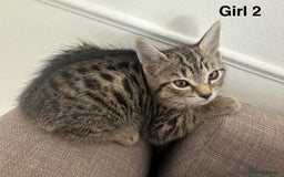 Bengal cats for sale: Gorgeous bengal kittens. READY NOW!!!! - Image 12