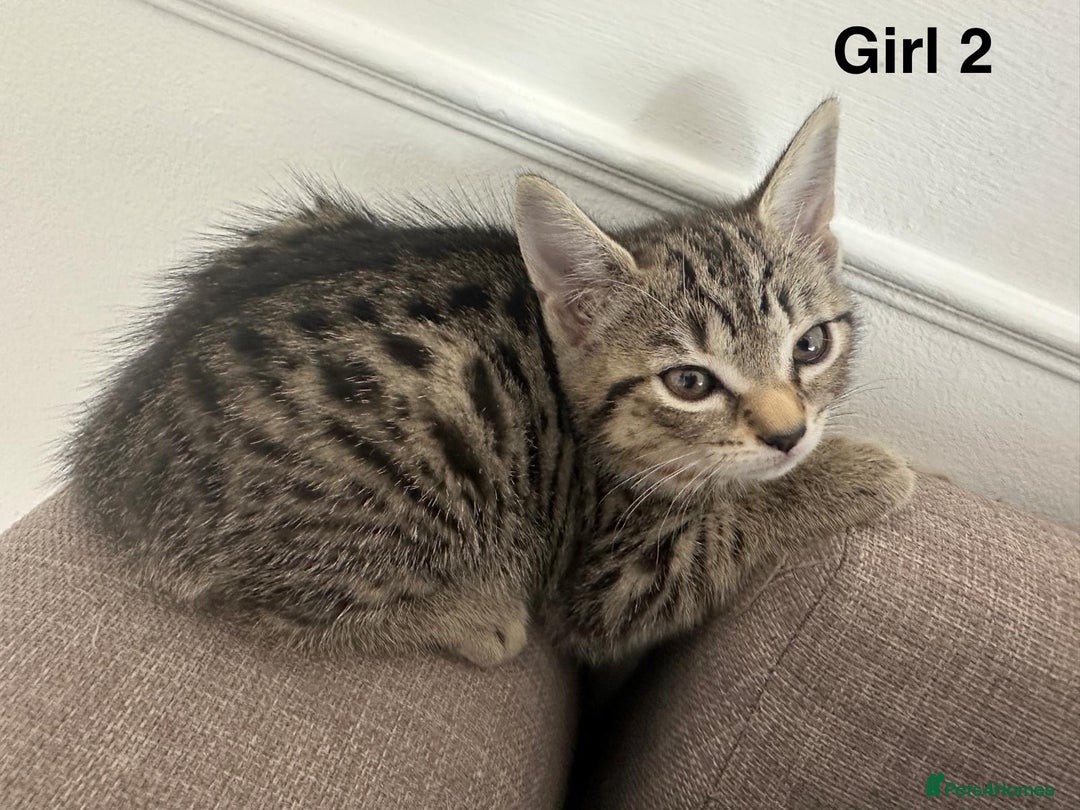Bengal cats for sale: Gorgeous bengal kittens. READY NOW!!!! - Image 12