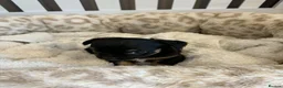 Chihuahua dogs for sale: Long Haired Chihuaua puppies in Wigan - Advert 3