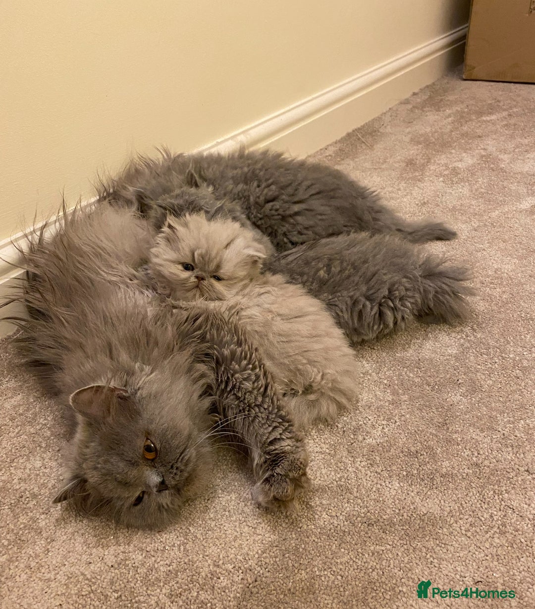 Persian cats for sale: Stunning blue Persians kittens ready to go  - Image 10