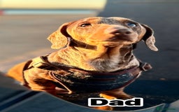 Miniature Dachshund dogs for sale: 5⭐️ Miniature dachshund pups  - Image 7