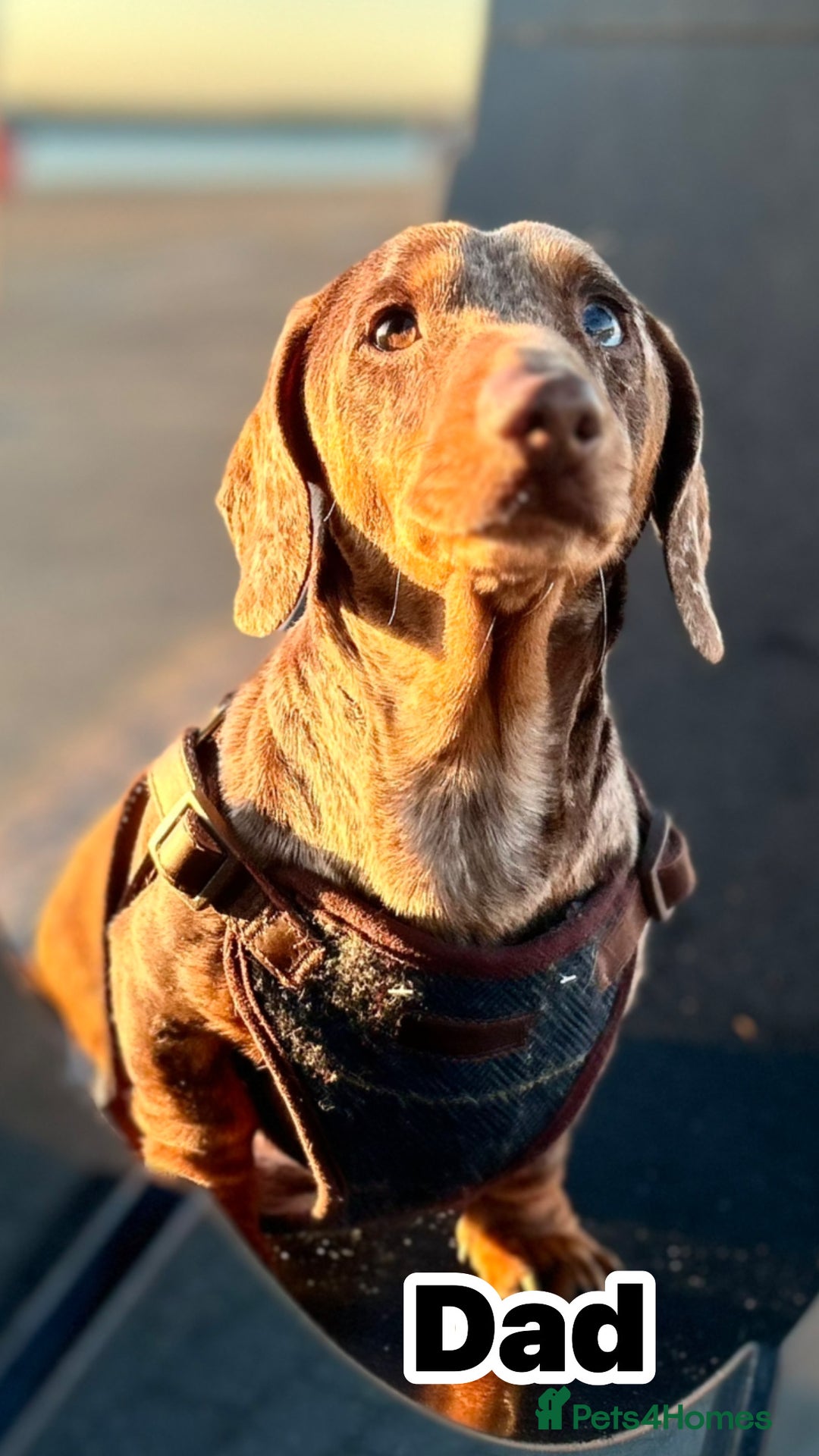 Miniature Dachshund dogs for sale: 5⭐️ Miniature dachshund pups  - Image 7