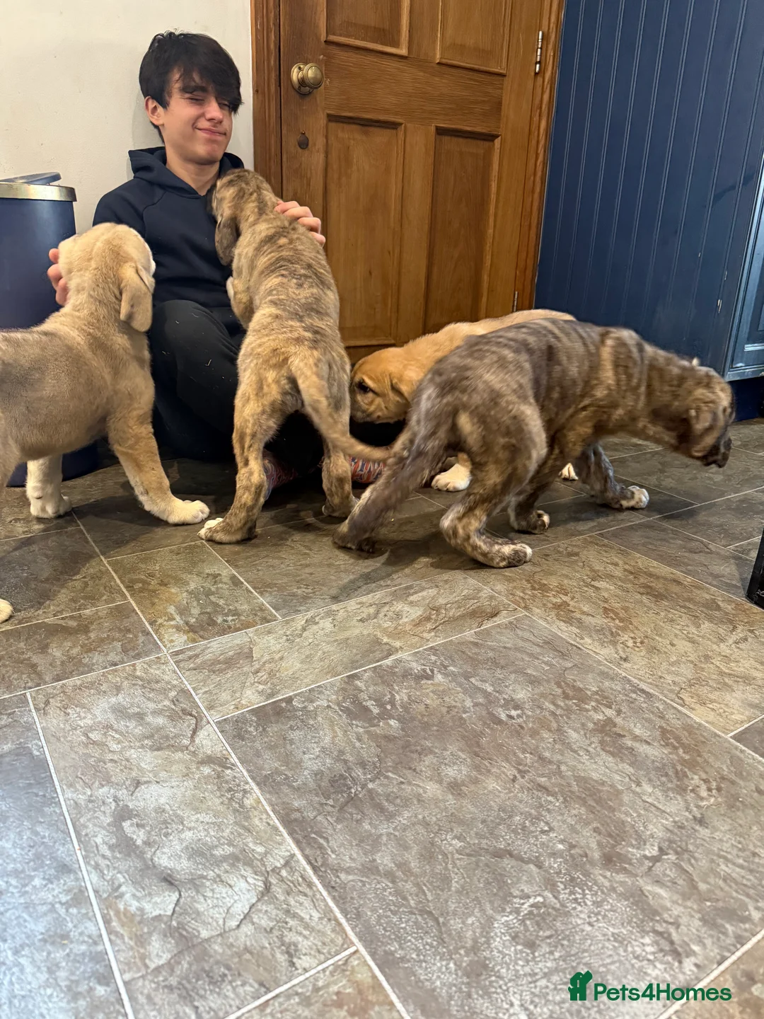 Mastiff dogs for sale: Registered Spanish mastiff puppies  - Advert 28