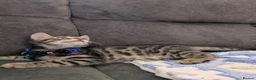 Bengal cats for sale: Bengal cross Kittens seeking forever homes - Advert 4