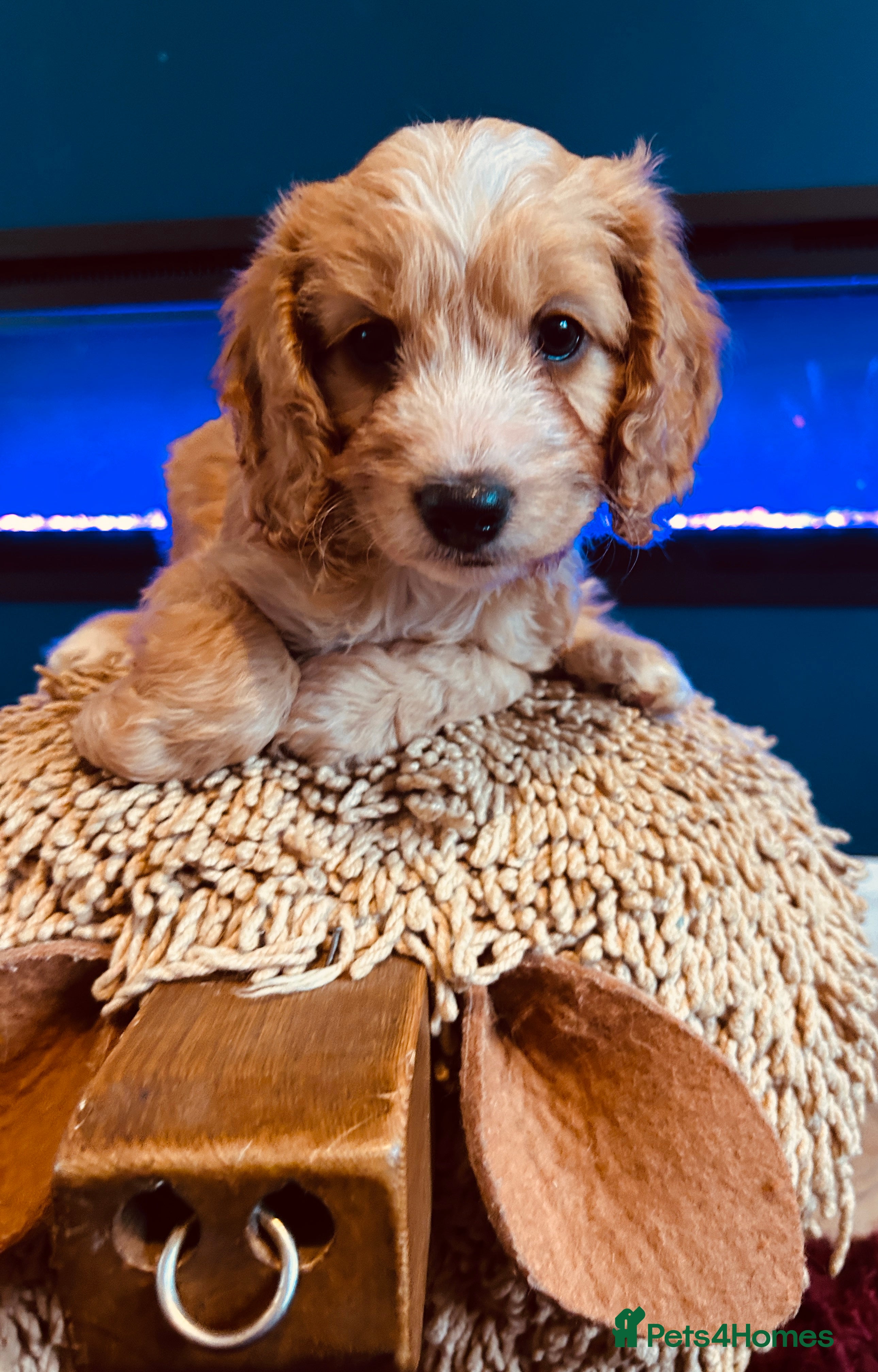 Cockapoo dogs for sale: Beautiful Cockapoo Puppies  - Advert 2