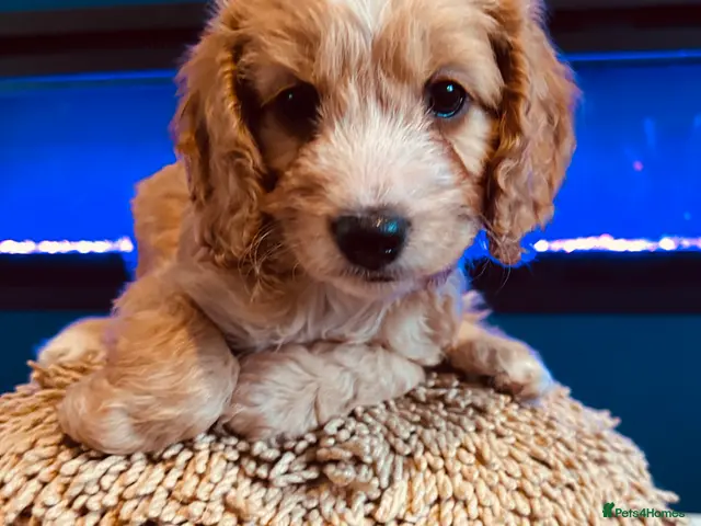 Cockapoo dogs for sale: Beautiful Cockapoo Puppies - Advert 2