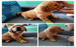 Golden Retriever dogs for sale: 2 girls and 2 boys available! Ready on Monday  - Image 1