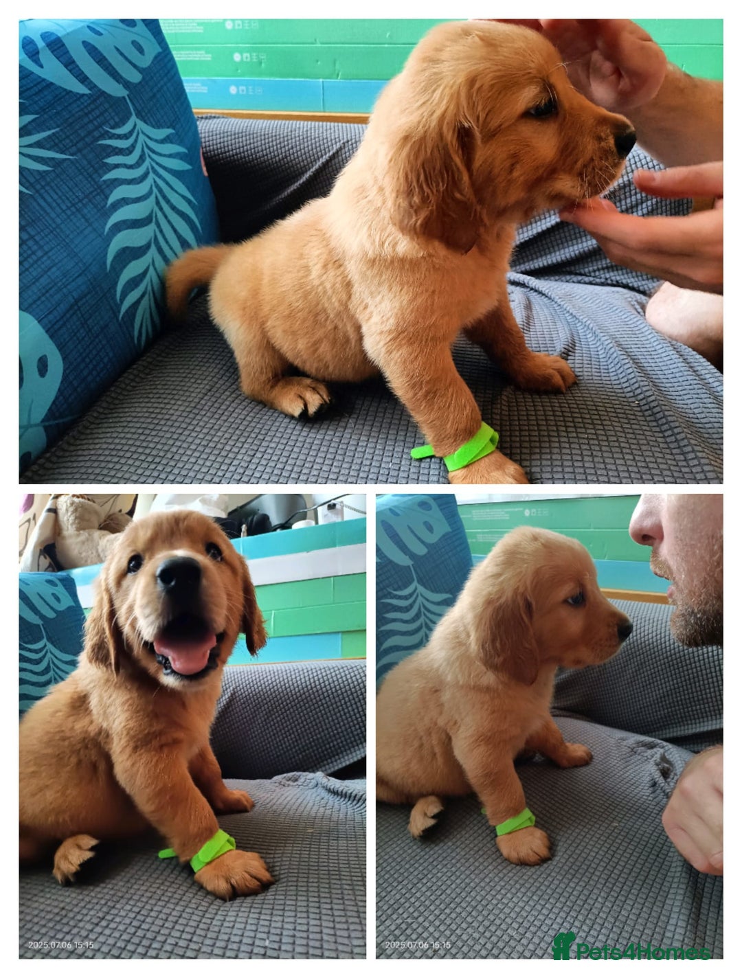 Golden Retriever dogs for sale: 2 girls and 2 boys available! Ready on Monday  - Image 1