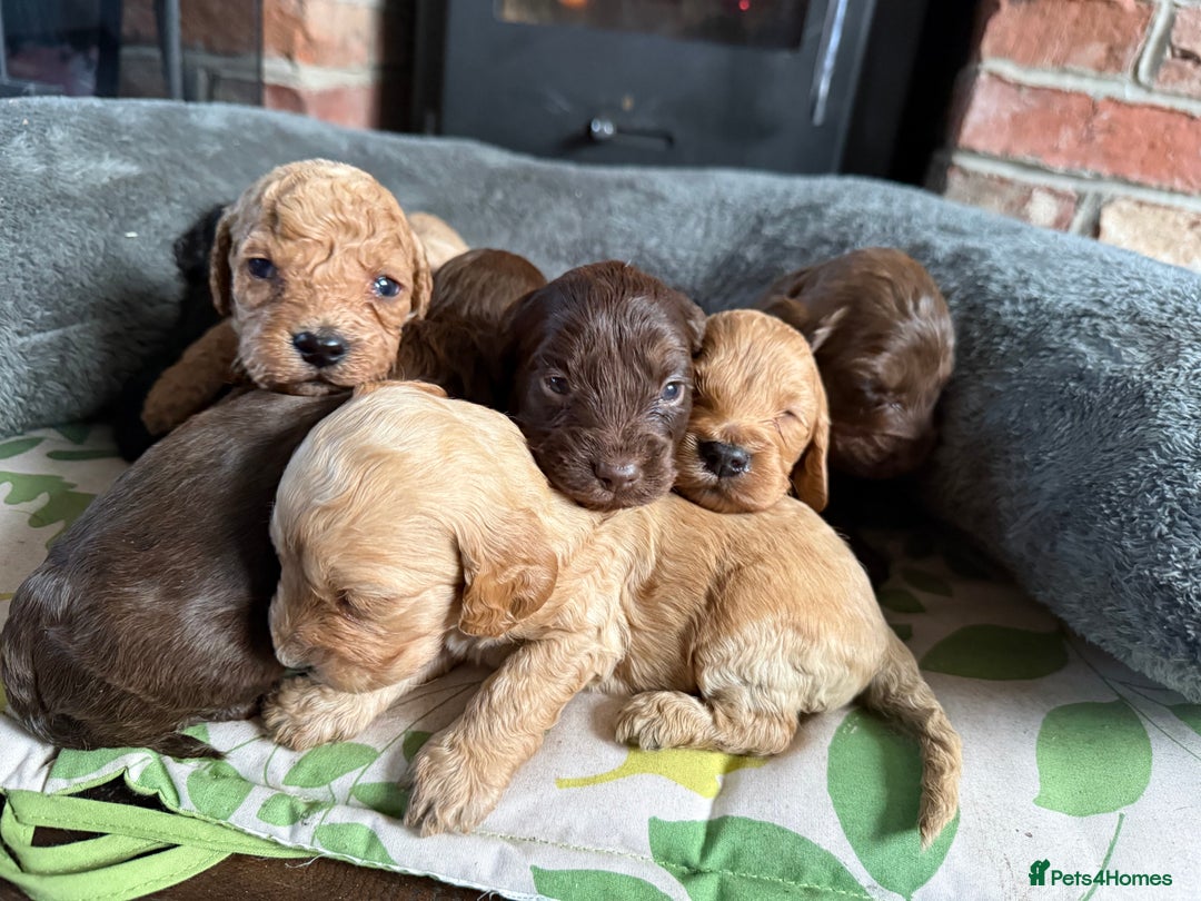 Cockapoo dogs for sale: 8 beautiful miniature cockapoo puppies - Advert 8