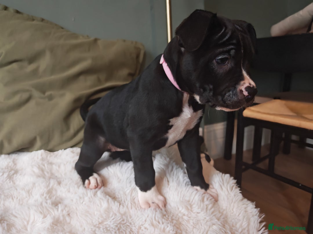 Mixed Breed dogs for sale: Olde English Bulldogge/Staffy Collie - Advert 6