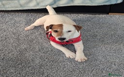 Jack Russell dogs for sale: Jack Russell  - Image 3