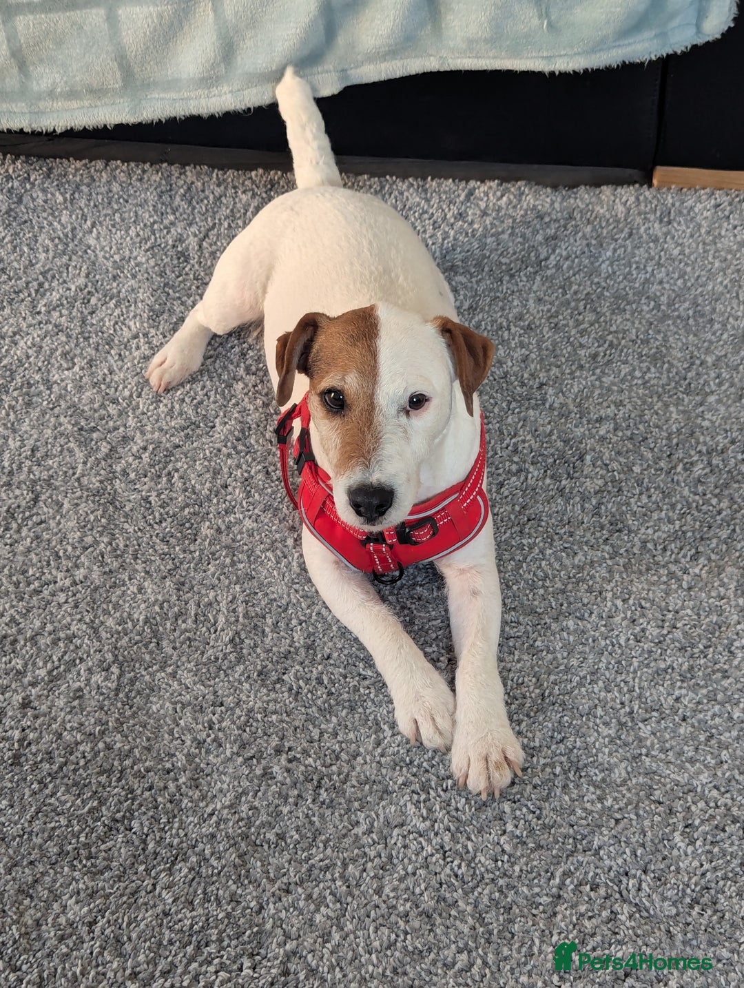 Jack Russell dogs for sale: Jack Russell  - Image 3